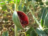 Capparis herbacea