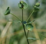 Euphorbia leptocaula