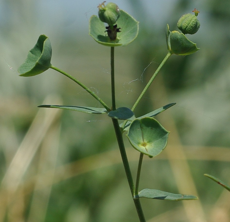 Изображение особи Euphorbia leptocaula.