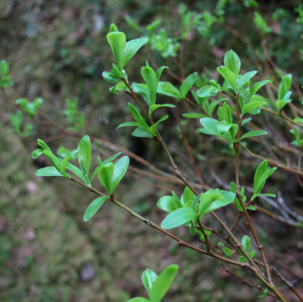 Изображение особи Salix arbuscula.