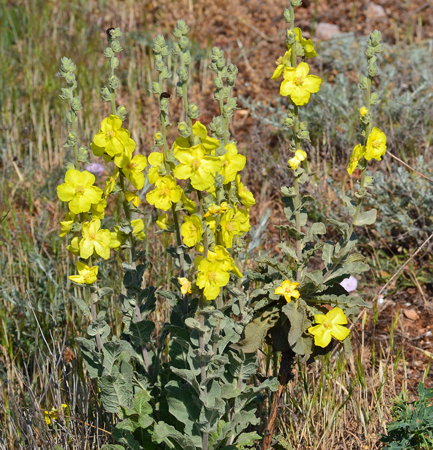 Image of Verbascum undulatum specimen.