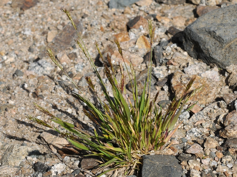 Изображение особи Anthoxanthum alpinum.