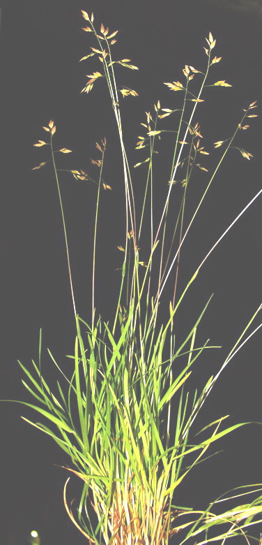 Image of Poa supina specimen.