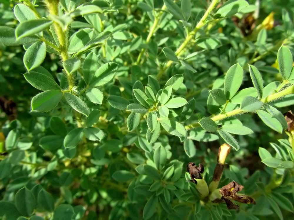 Изображение особи Chamaecytisus austriacus.