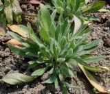 Lychnis flos-jovis