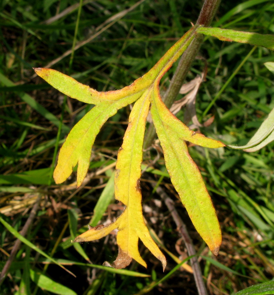 Изображение особи Artemisia argyi.