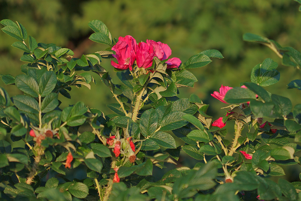 Image of Rosa rugosa specimen.