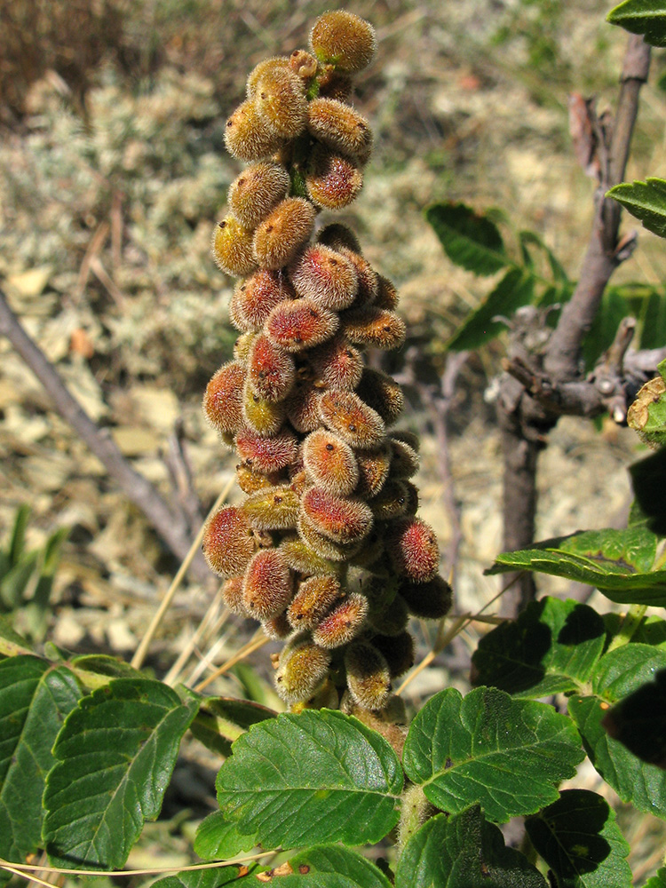 Изображение особи Rhus coriaria.