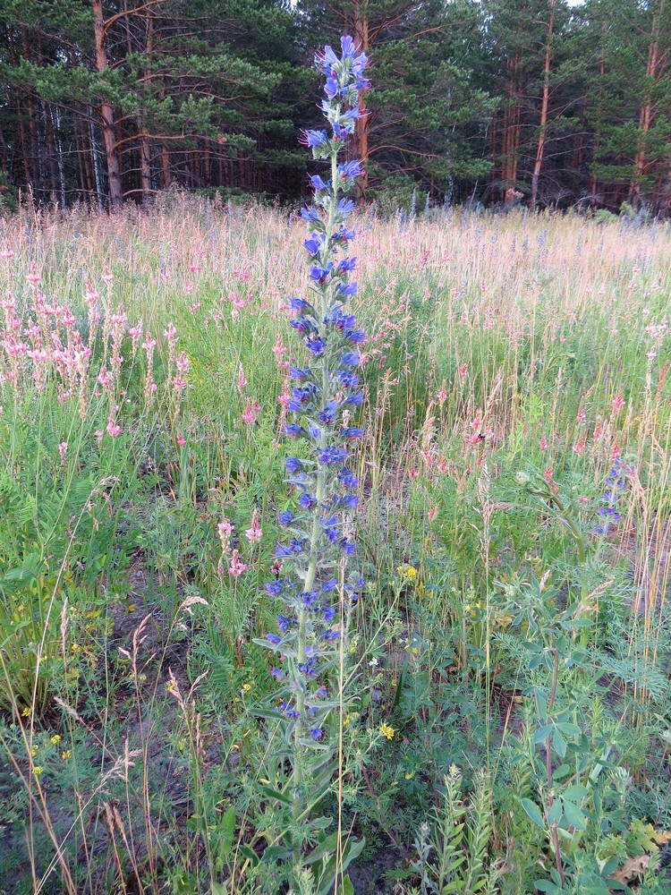 Изображение особи Echium vulgare.