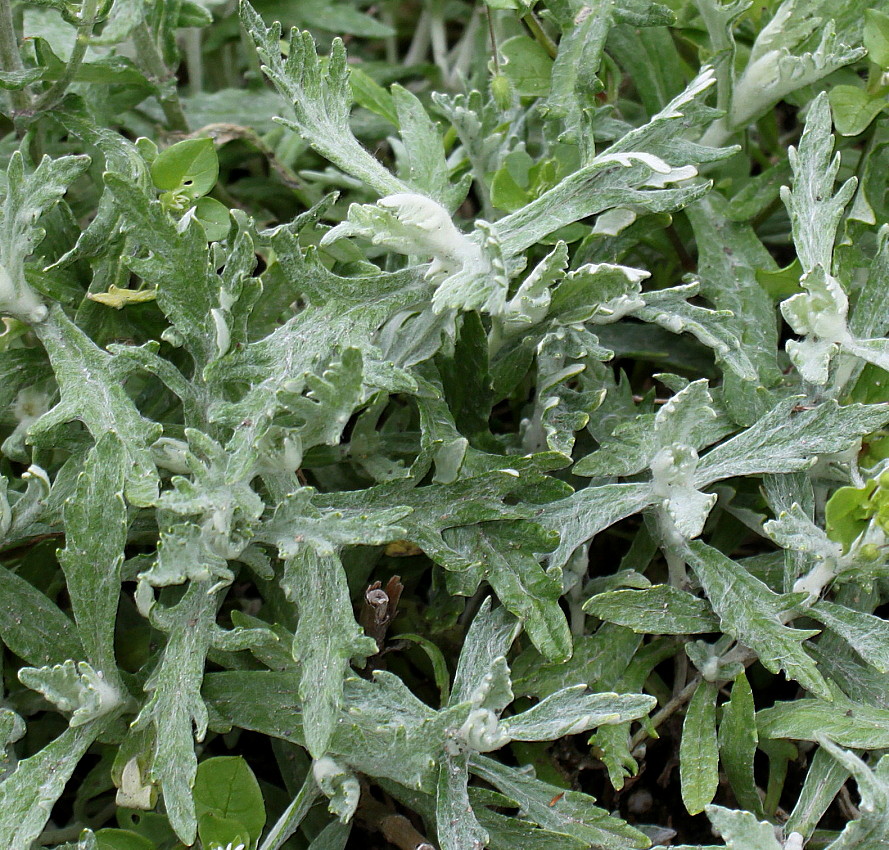 Image of Eriophyllum lanatum specimen.