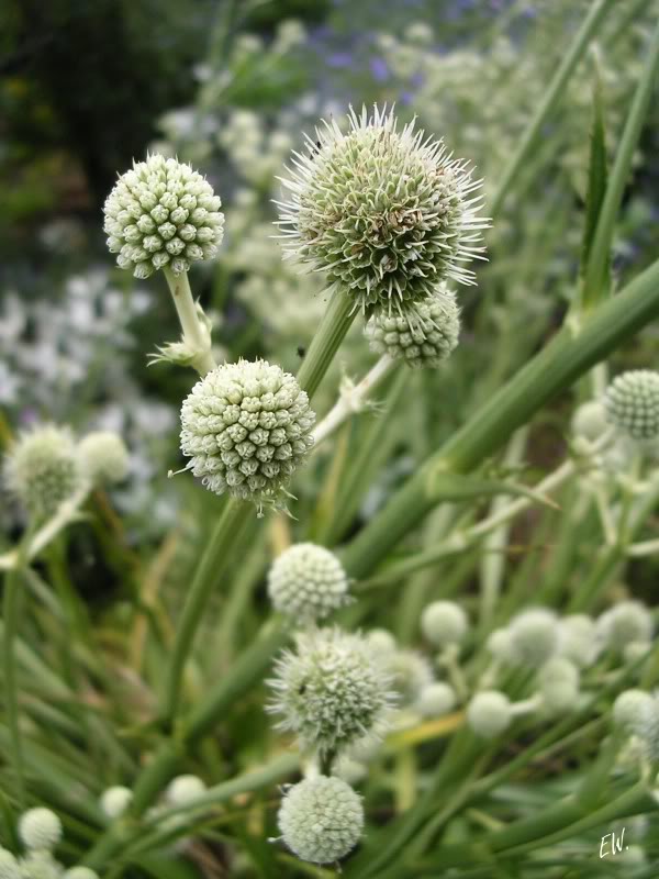 Image of Eryngium yuccifolium specimen.