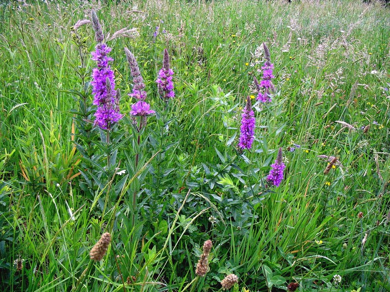 Image of Lythrum salicaria specimen.