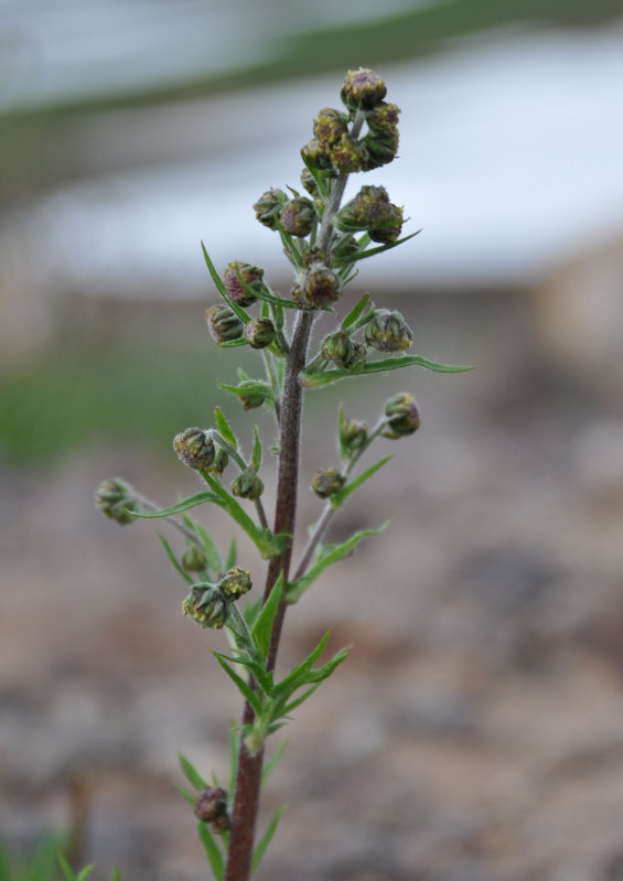 Image of Artemisia arctica specimen.