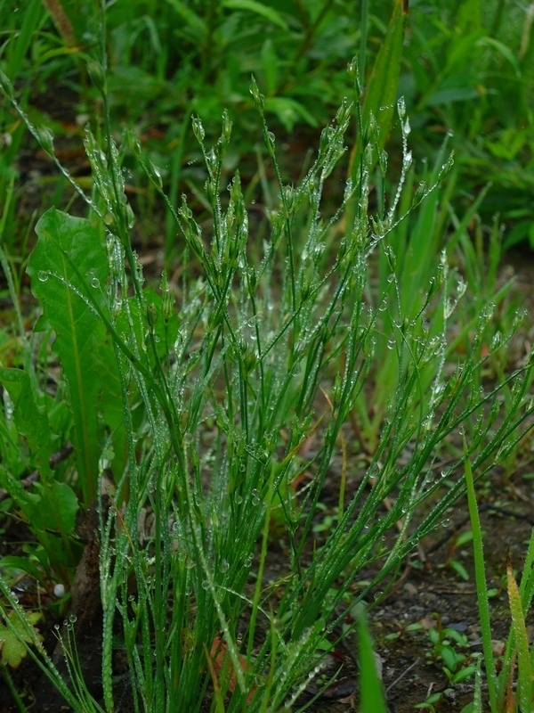 Изображение особи Juncus bufonius.