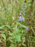 Veronica longifolia