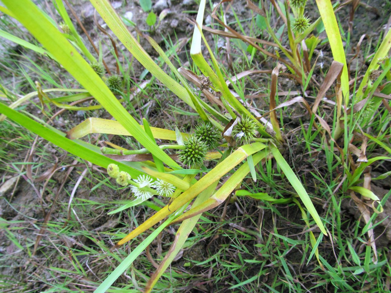 Image of Sparganium emersum specimen.