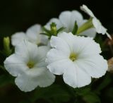 Petunia × atkinsiana. Цветки. Московская обл., Раменский р-н, окр. дер. Хрипань, садовый участок. 20.08.2013.
