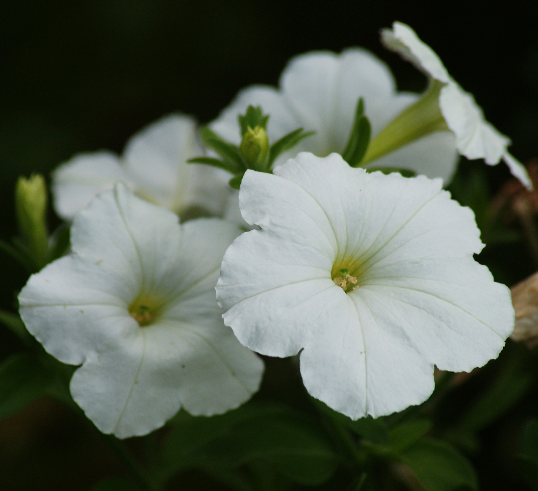 Image of Petunia × atkinsiana specimen.