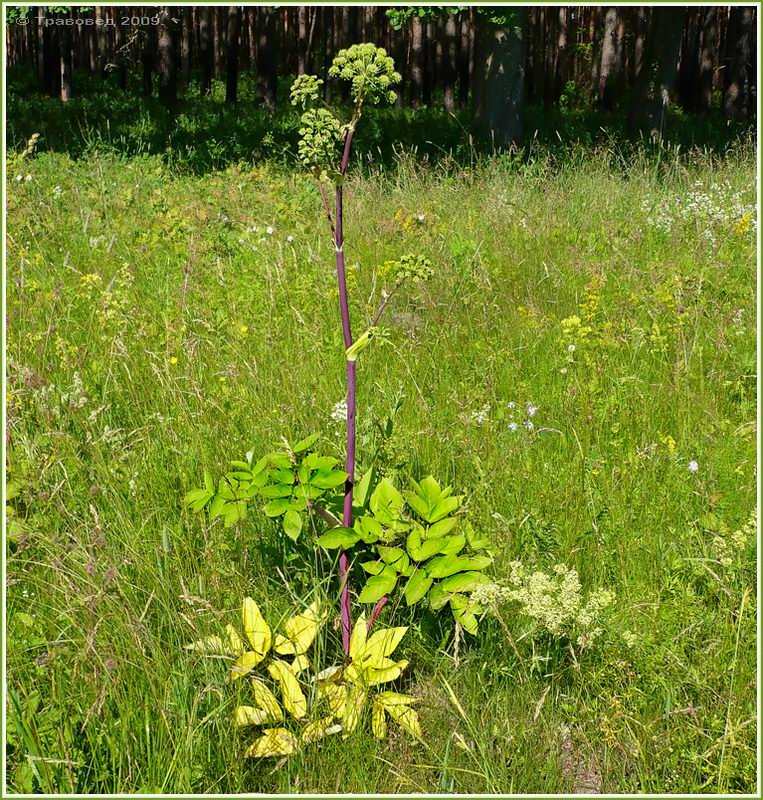 Изображение особи Archangelica officinalis.