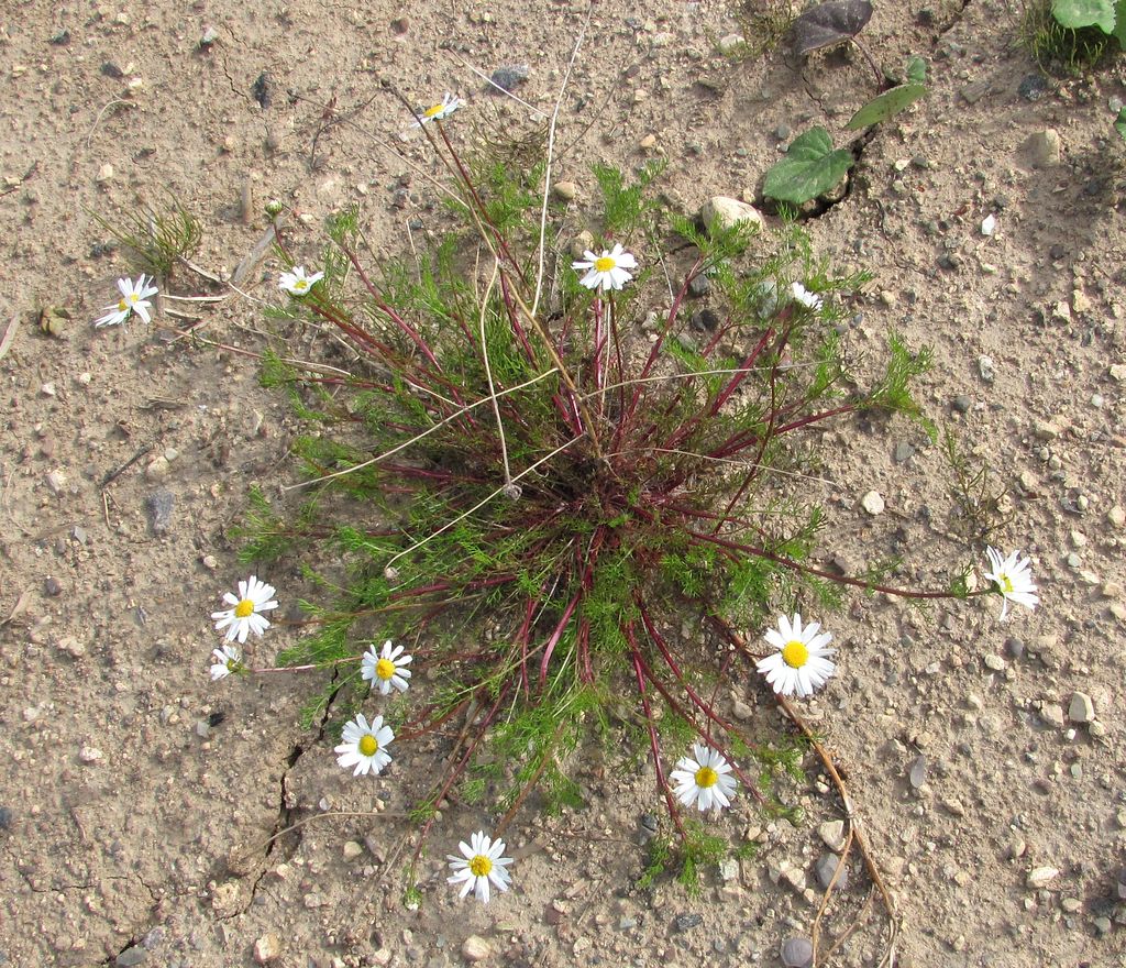 Image of Tripleurospermum inodorum specimen.