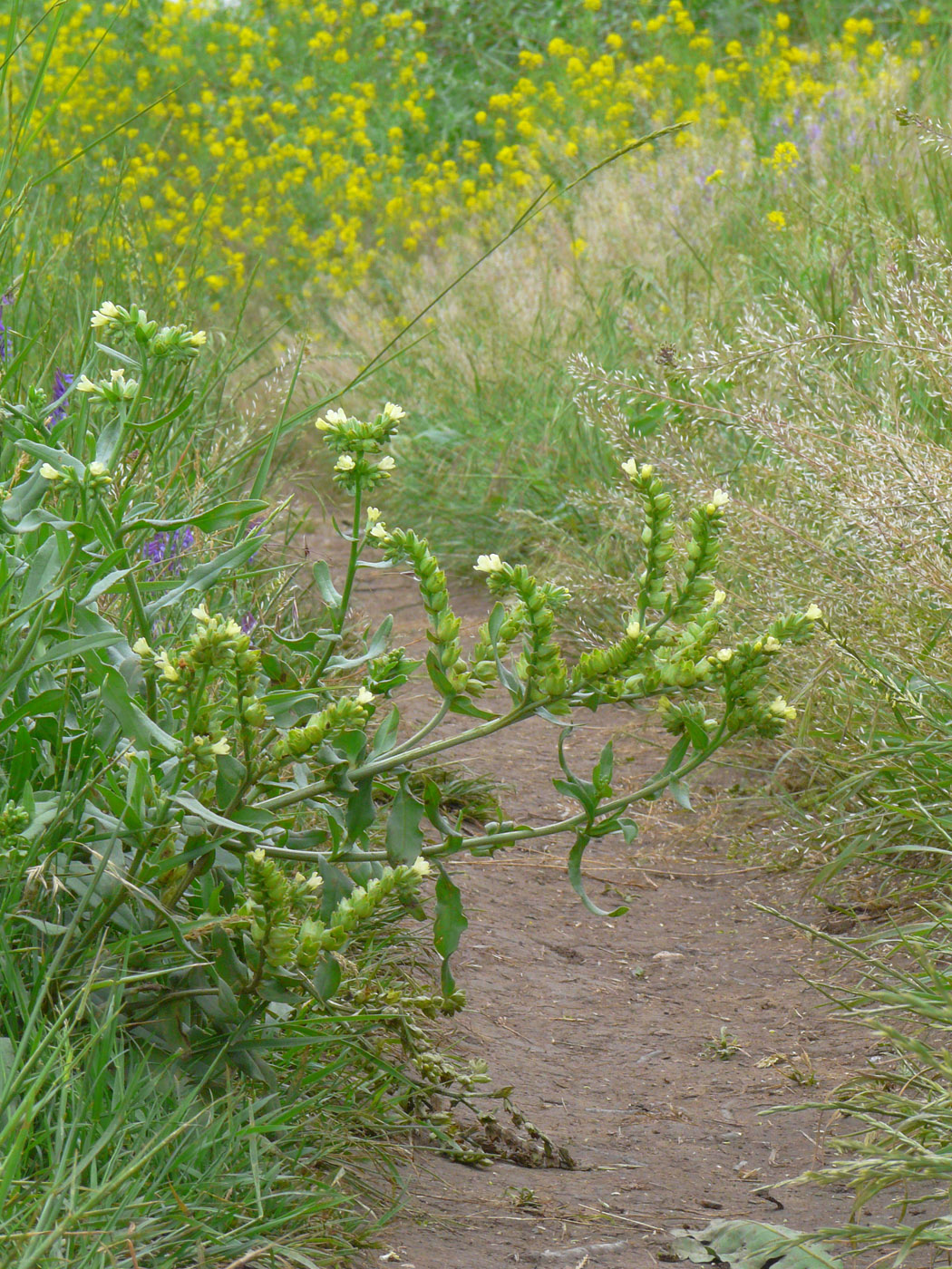 Изображение особи Anchusa pseudochroleuca.