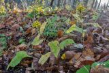 Solidago virgaurea