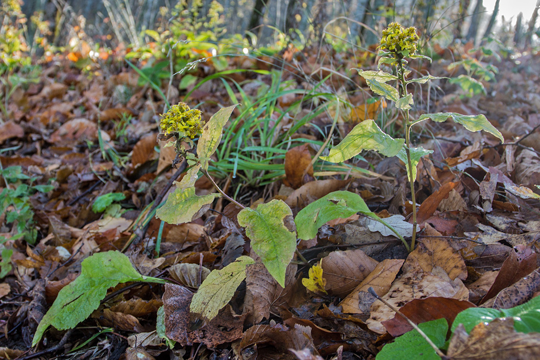 Image of Solidago virgaurea specimen.