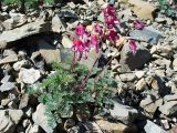 Dicentra peregrina