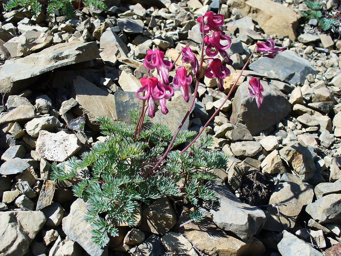 Image of Dicentra peregrina specimen.