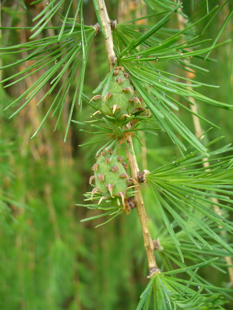 Изображение особи Larix × polonica.