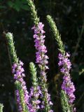 Lythrum salicaria. Соцветия. Турция, пров. Анталья, р-н Кемер, пос. Кириш, заболоченный берег р. Акарсу. 10 сентября 2009 г.