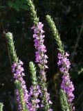 Lythrum salicaria. Соцветия. Турция, пров. Анталья, р-н Кемер, пос. Кириш, заболоченный берег р. Акарсу. 10 сентября 2009 г.