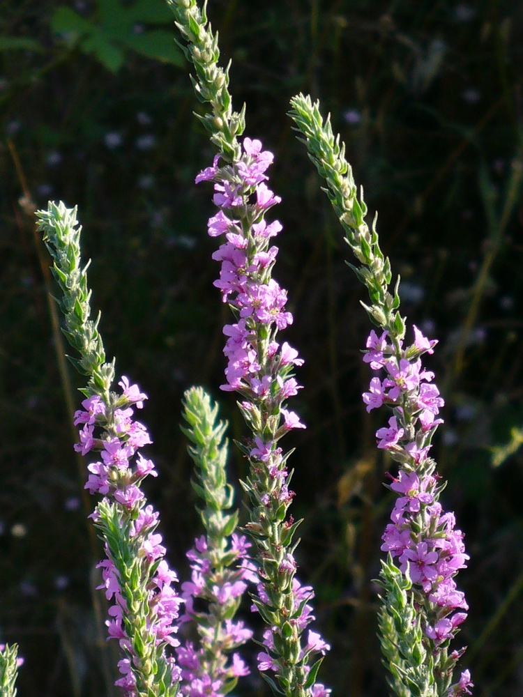 Image of Lythrum salicaria specimen.