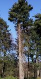 Hydrangea petiolaris. Растение на стволе Pinus strobus. Германия, г. Bad Lippspringe, Kaiser-Karls Park. 02.02.2014.