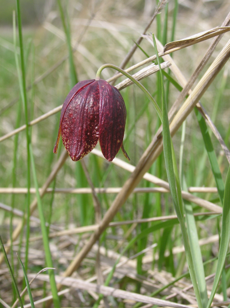 Изображение особи Fritillaria meleagroides.