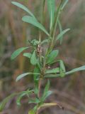 Symphyotrichum subulatum