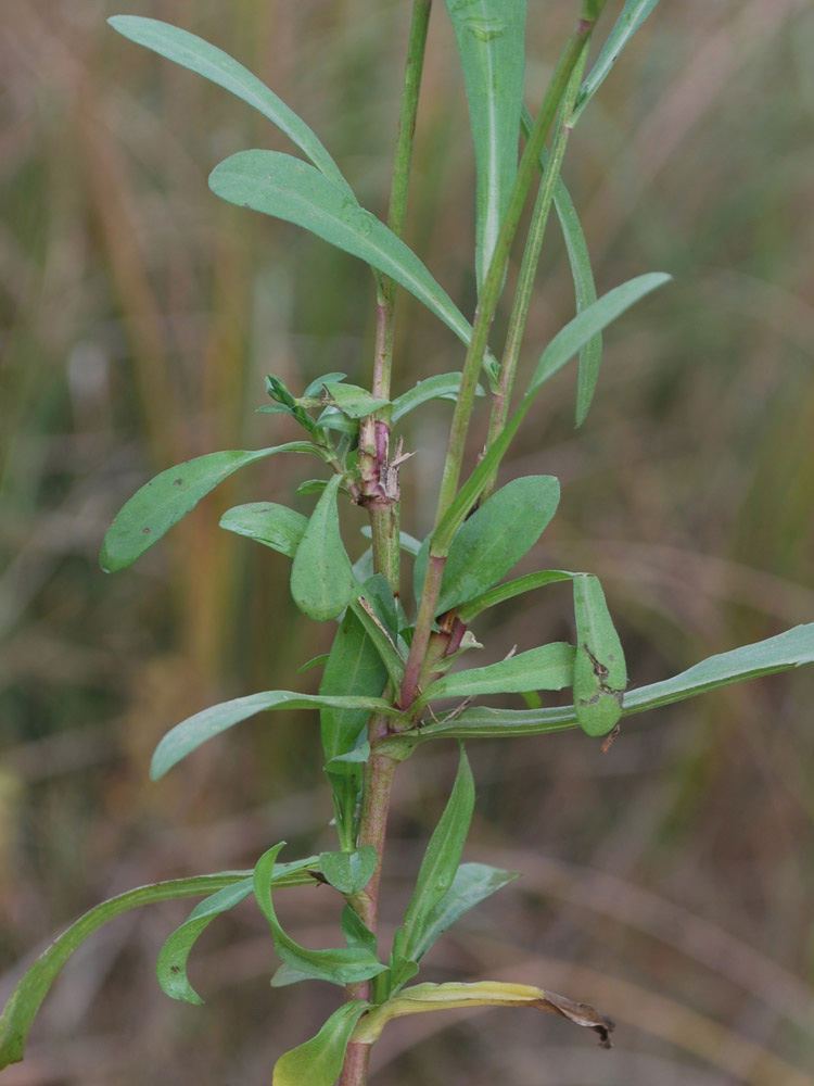 Изображение особи Symphyotrichum subulatum.