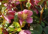 View full-size image Helleborus orientalis