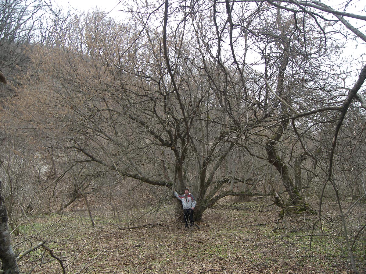 Изображение особи Corylus avellana.