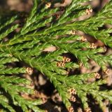 Chamaecyparis pisifera