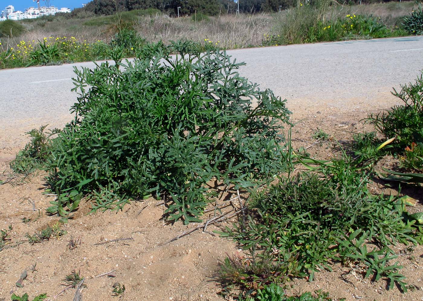 Image of Erucaria hispanica specimen.