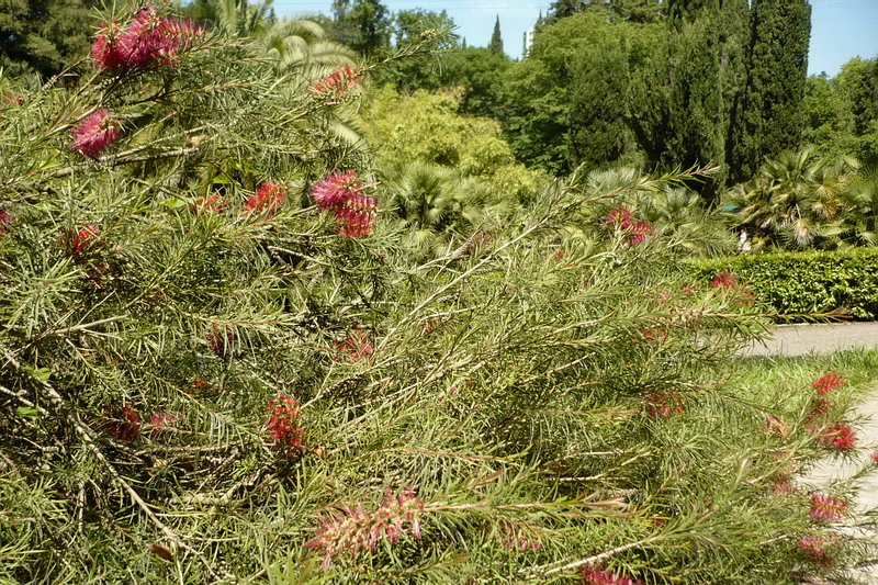 Image of Callistemon rigidus specimen.