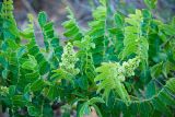 Rhus coriaria