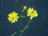 Crepis подвид turkestanica