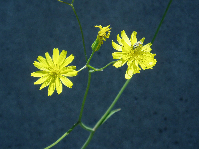 Image of Crepis pulchra ssp. turkestanica specimen.