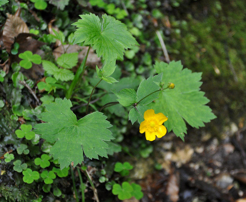 Image of Ranunculus cappadocicus specimen.