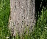Ginkgo biloba. Комлевая часть ствола. Германия, г. Дюссельдорф, Ботанический сад университета. 04.05.2014.