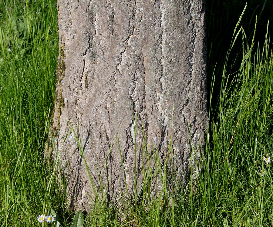 Image of Ginkgo biloba specimen.