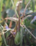 Erodium gruinum