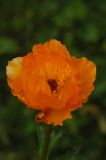 Trollius altaicus